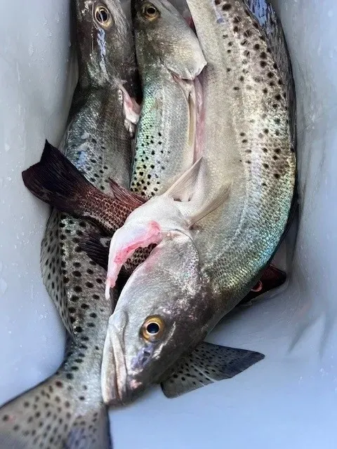 4 Hour Fishing Trip - max. 4 guests