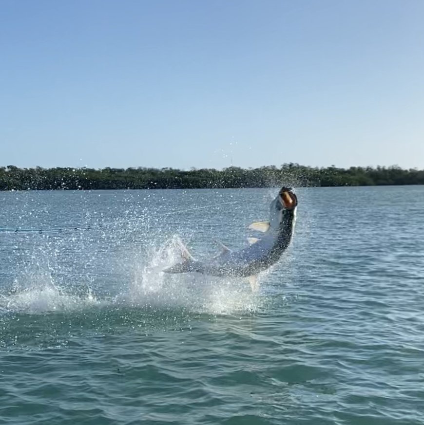 Tarpon+on+fly+florida+keys+2022