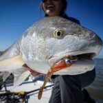 Winter Redfish (Red Drum)