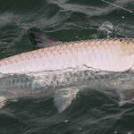 Tarpon Fishing.