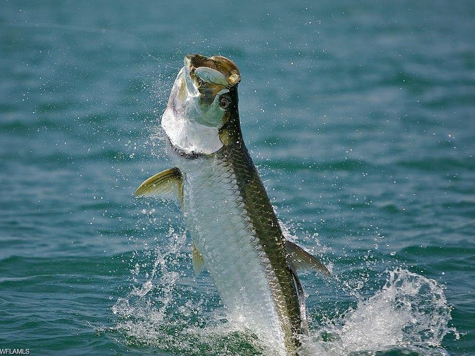 Tarpon Fishing in Naples, FL: The Ultimate Guide to Catching the Silver King (2026)
