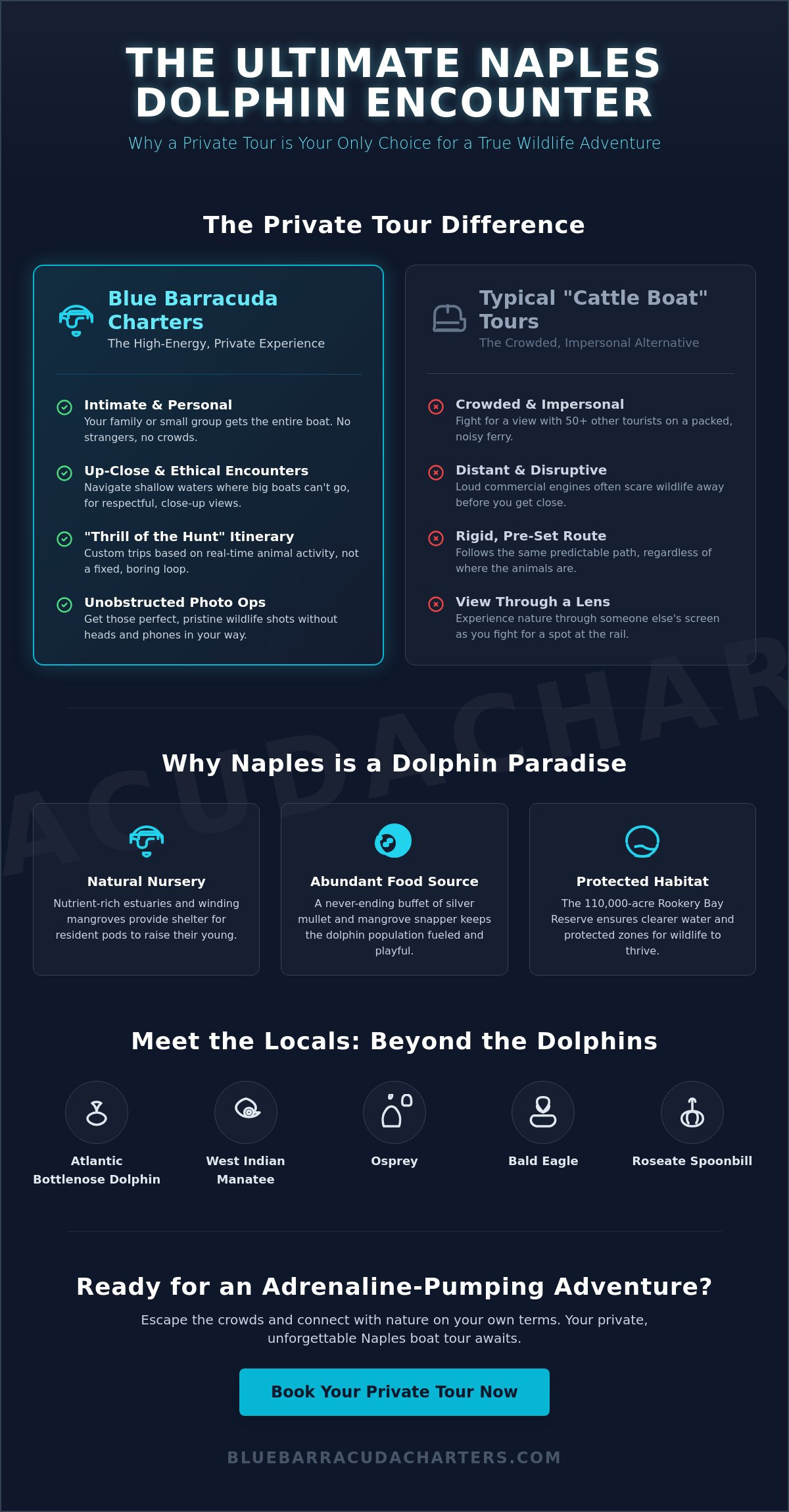 Naples Boat Tours for Dolphins: A Private Wildlife Adventure with Blue Barracuda Charters