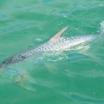 Planning Your Ultimate Fishing Trip in Naples, FL: A 2026 Guide