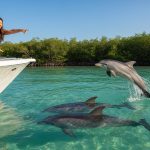 Naples FL Dolphin Watching Tours: A Private 10,000 Islands Adventure