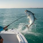 Naples Florida Offshore Fishing Report: 2026 Season Guide & Pro Insights
