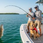 Pet Friendly Boat Charters in Naples, FL: The 2026 Guide to Paws on Board