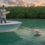 Expert Bird Watching Tours in Naples, FL: A Private Boat Tour Guide (2026)
